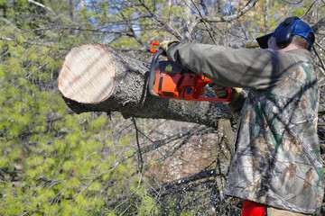 Close-up of a chainsaw cutting a tree branch.