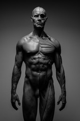 Fototapeta na wymiar Anatomia mężczyzny