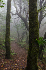Canary Islands: La Gomera, Garajonay national park, fog forest