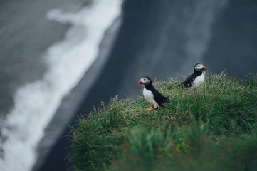 Puffin Family on the rock, Iceland