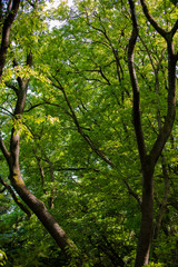 新緑の森と木漏れ日　奥武蔵自然公園　日本