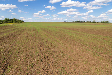 Agricultural field in spring, summer under blue sky