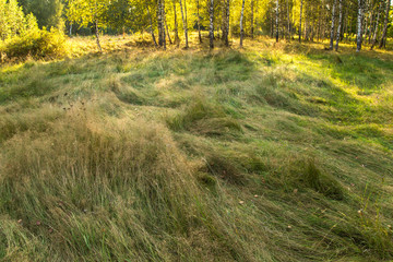 Beautiful meadow field landscape with lush grass. Sun light
