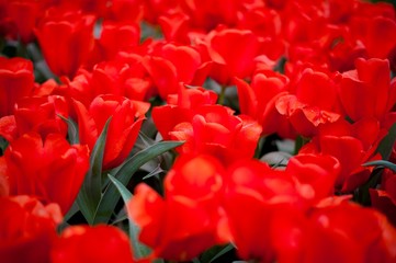 Colorful spring tulips and flowers at Keukenhof Gardens Netherlands 