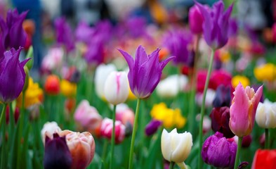 Obraz na płótnie Canvas Colorful spring tulips and flowers at Keukenhof Gardens Netherlands 