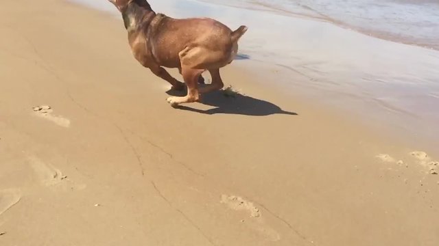Slowmotion cachorro na praia