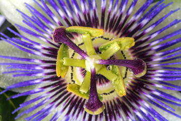 Passiflora passionflower with dew water drops . Big beautiful flower