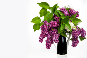 Lilac in vase on white background