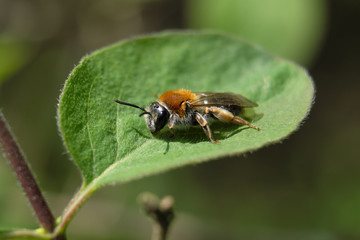 Ackerhummel - Stockphoto