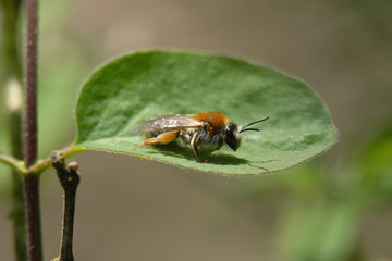 Ackerhummel - Stockphoto