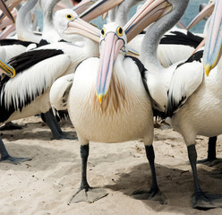 One Australian pelican stands facing the camera surrounded by other pelicans.
