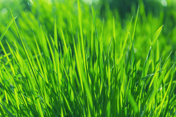Fototapeta na wymiar green grass on the lawn, background, toned