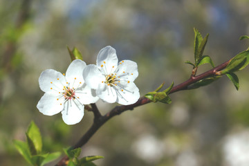 small white flowers of an apple tree on a branch, toned