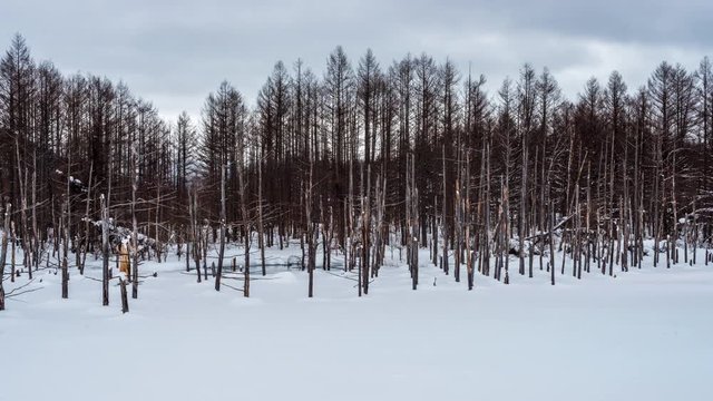 Aoike Pond in Shirogane, Hokkaido, Japan in the winter season.