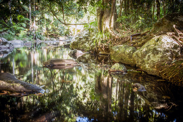 Rainforest stream in Australia with reflections, rocks and greenery.