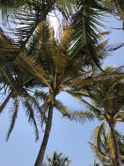 Mis Palmeras