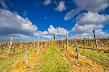 Sloping vineyards