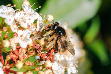 bee with flower
