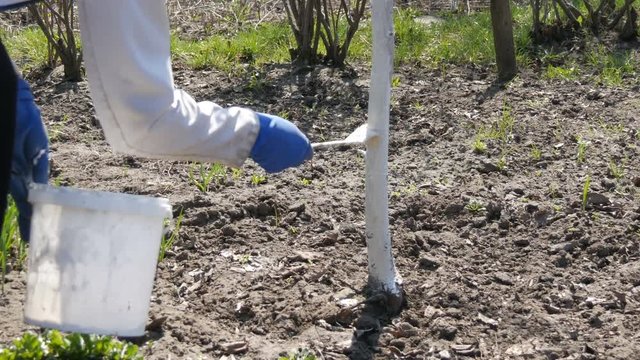 Woman brush trees against pests. White paint color tree trunks