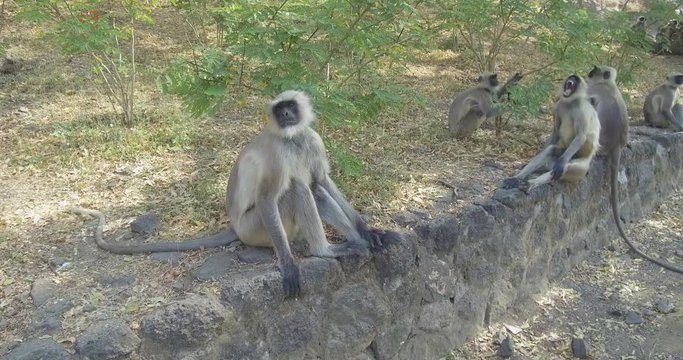 Gray Langur Monkeys Looking At Camera (4k)