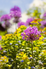 Beautiful allium plants in the summer garden.