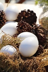 Eggs easter and pine cones with nature