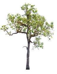 Tree Terminalia alata Heyne ex Roth isolated on white background