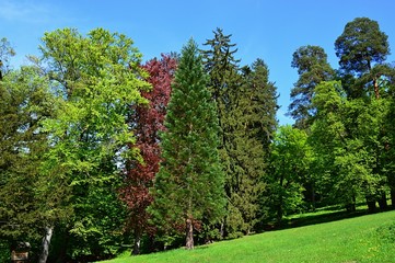 Colours of spring - spruce, pine, maple and other trees in english park during fertile spring season in daylight sunshine