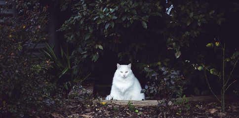 snow white cat