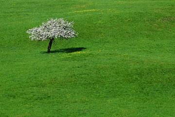 Single blooming apple tree on bright green spring grassfield
