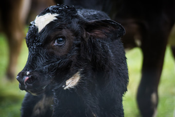 new born calf © Esteban