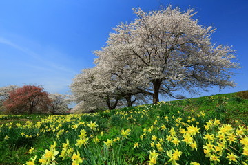 Obraz premium 桜と水仙