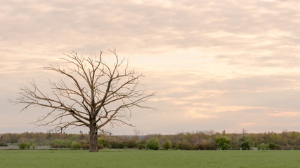 Beautiful sunset landscape on green  field  with yellow and red sky in Mississauga Ontario canada