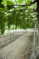 grape vines ready to harvest