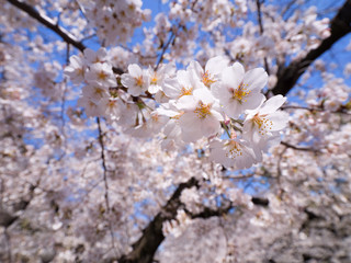 Obraz premium 青空と桜の花