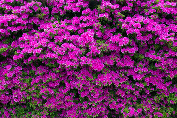 Fototapeta premium 満開のつつじの花