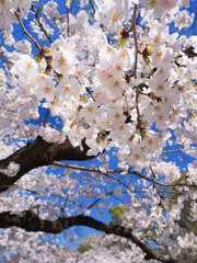 青空とサクラの花