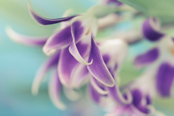 Macro photo orchid