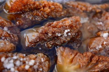 The beautiful jellyfish