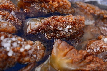 The beautiful jellyfish