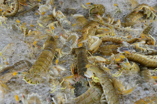Fresh mantis shrimp