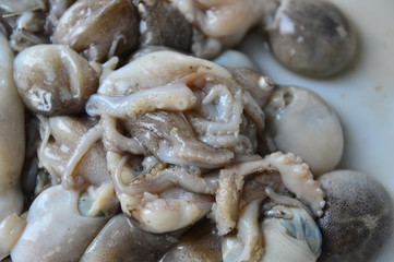 Octopus seafood fresh