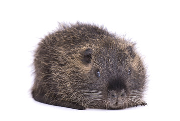 Baby nutria isolated on white background. One brown coypu Myocastor coypus isolated.