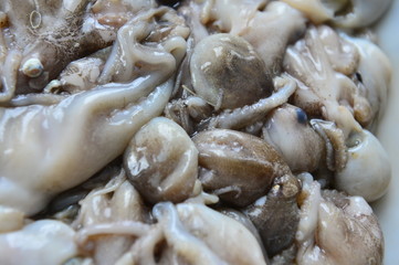 Octopus seafood fresh