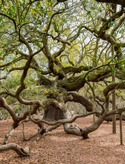 Tangled Branches of Live Oak