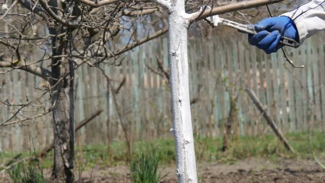 Brush trees against pests. White paint color tree trunks