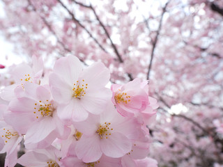 サクラの花