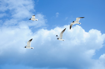 Seagulls flying