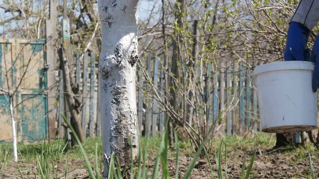 Woman brush trees against pests. White paint color tree trunks