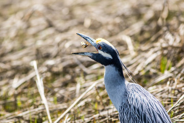 Yellow Crowned Night Heron (Nyctanassa violacea) eating crabs along the NJ coast on a sunny spring day